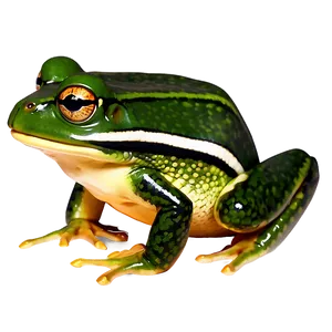 Bullfrog Clipart PNG 06262024 PNG