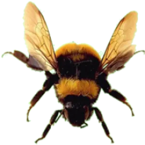Bumblebee In Flight.png PNG image