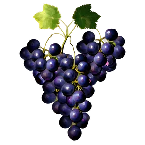 Bunch Of Grapes PNG 05212024 PNG