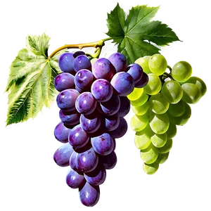 Bunch Of Grapes PNG 71 PNG