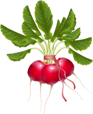 Bunchof Fresh Radishes PNG image