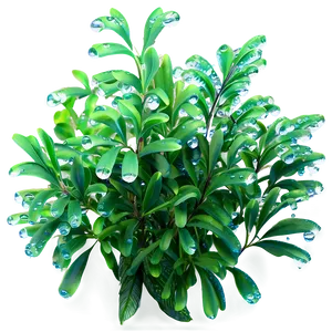 Bush With Dewdrops Png Eio21 PNG image