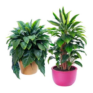 Bushy Plants PNG 05042024