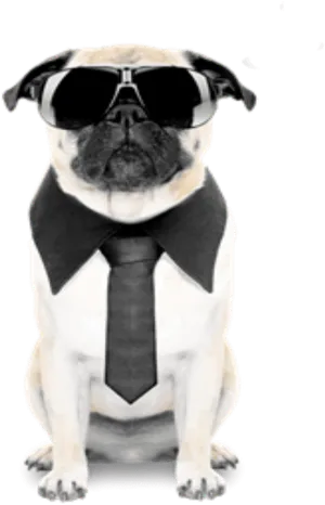 Business Pug In Sunglasses PNG image