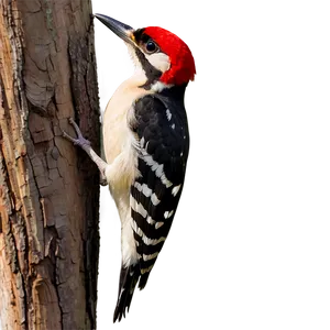 Busy Woodpecker PNG 05062024