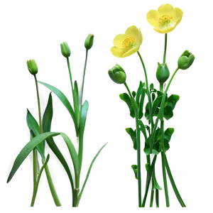 Buttercup Background PNG Hsl