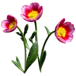 Buttercup Blossom PNG 06252024
