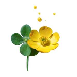 Buttercup Essence Png Yfd24 PNG image