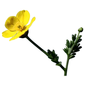 Buttercup Macro PNG Bao51 PNG