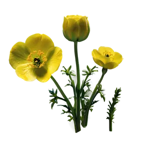 Buttercup Pattern Png Whe PNG image