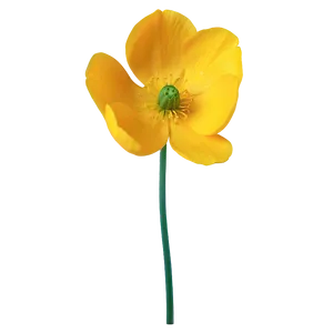 Buttercup Petal Closeup Png Qrk PNG image