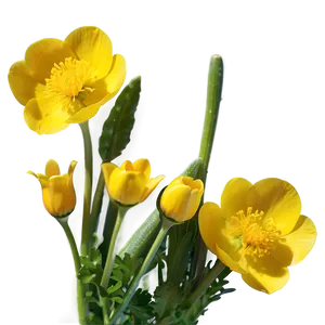 Buttercup Radiance PNG Nye10 PNG