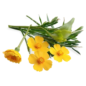 Buttercup Sunshine Png Qto PNG image