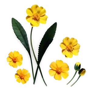 Buttercup Sunshine PNG Rki