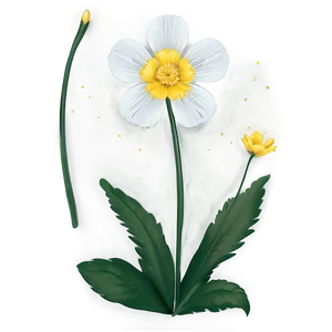Buttercup Vector PNG 06252024