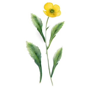 Buttercup Watercolor PNG 45