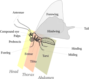 Butterfly_ Anatomy_ Labels PNG