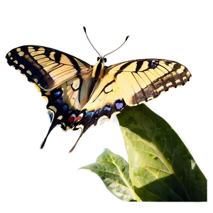 Butterfly In Nature PNG 48 PNG