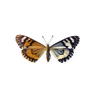 Butterfly In Nature Png Uhe58 PNG image