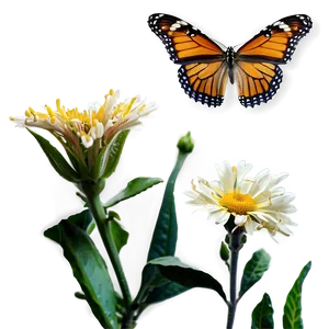 Butterfly On Flower Png 50 PNG image