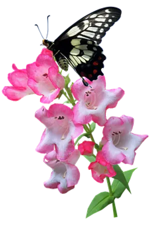 Butterfly_ Perched_on_ Pink_ Flowers