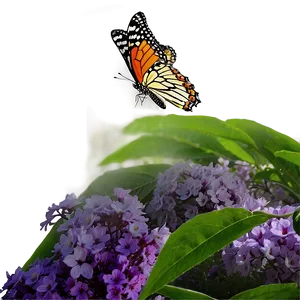 Butterfly Phenomenon PNG Ihh PNG