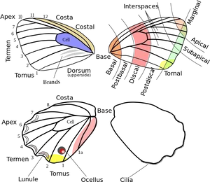 Butterfly Wing Structure And Terminology PNG
