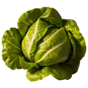 Butterhead Lettuce PNG 05242024