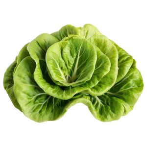 Butterhead Lettuce PNG Ggd