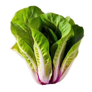 Butterhead Lettuce Png Xtg27 PNG image