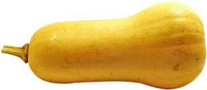 Butternut Squash Isolated PNG image