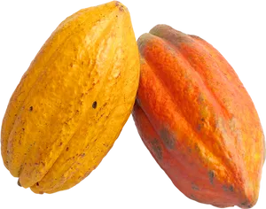 Cacao Pods Yellowand Red PNG image