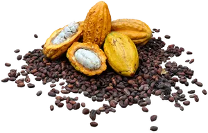 Cacao Podsand Beans PNG image