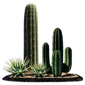 Cactus Arrangement PNG Okc30 PNG