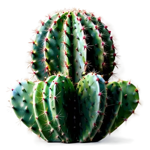 Cactus Decoration Png 57 PNG image