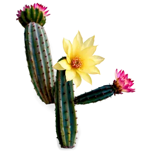 Cactus Flower Png Wyp PNG image