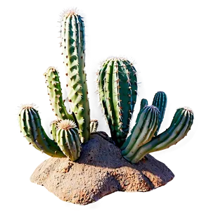 Cactus In Desert PNG 55 PNG