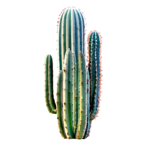 Cactus Plant PNG Pdi33