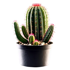 Cactus Potted Plants Set Png Lrv PNG image