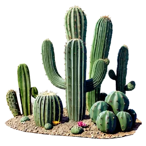 Cactus Scene Png 05032024 PNG image