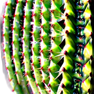 Cactus Spikes Detail PNG 06122024 PNG
