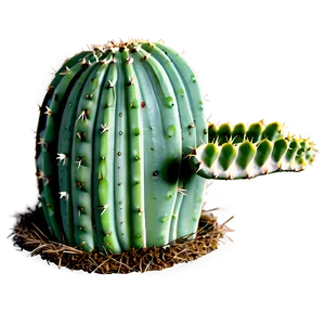 Cactus Wearing Hat PNG 3 PNG