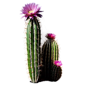 Cactus With Arid Climate PNG 06282024
