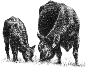 Calfand Cow Grazing Sketch PNG image