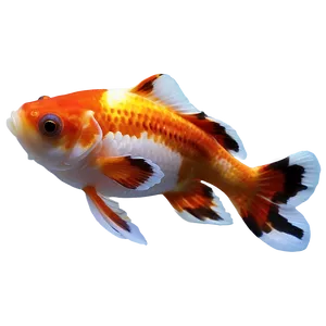 Calico Goldfish PNG Bmu PNG