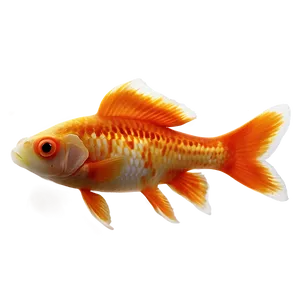 Calico Goldfish PNG Flq97 PNG