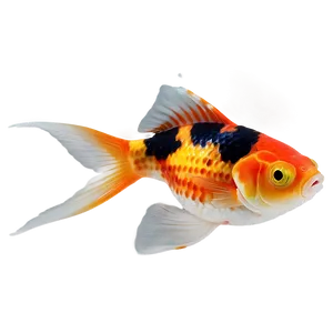 Calico Goldfish PNG Irb72 PNG