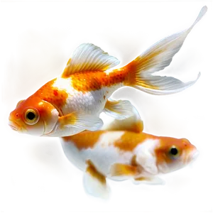 Calico Goldfish PNG Qkg PNG