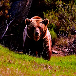 California Bear In Nature Png 06262024 PNG image