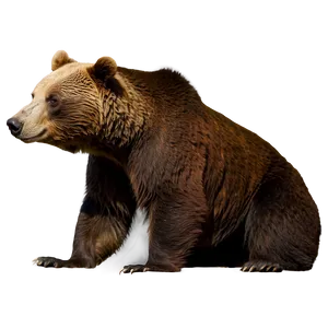 California Bear In The Desert PNG 06262024